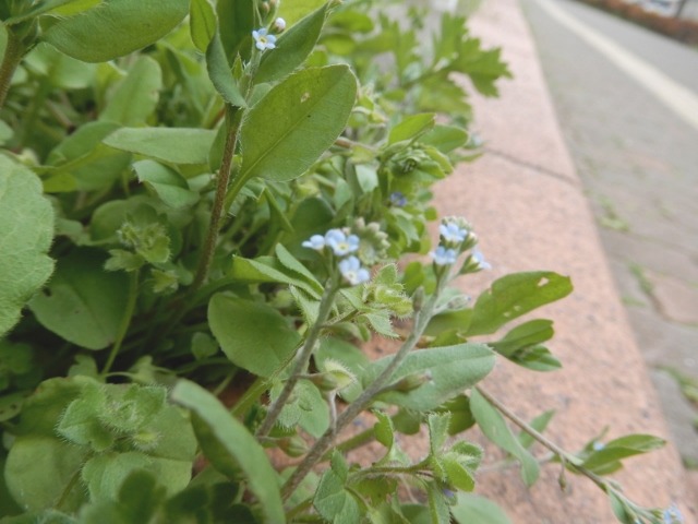 e0025300_20471772.jpg