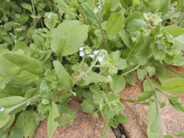 e0025300_20473561.jpg