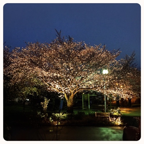 『夜桜カフェ』&『臨時営業』のご案内*_a0322702_23082756.jpeg
