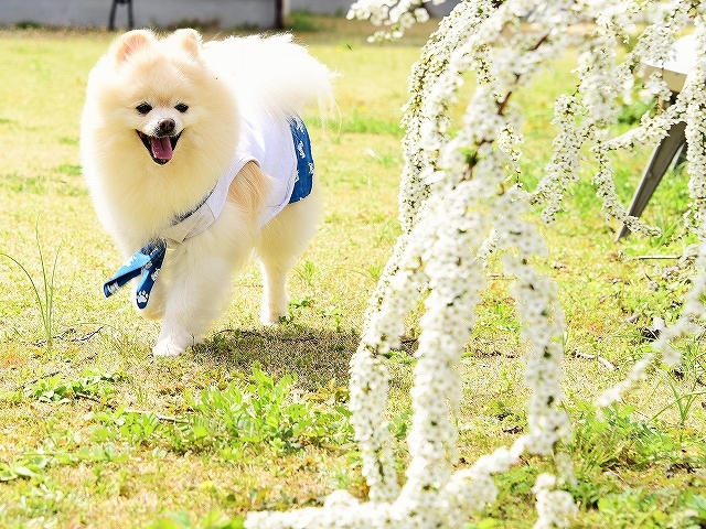 春を愛して_d0360206_02362881.jpg