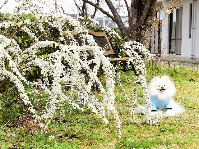 春を愛して_d0360206_02375868.jpg