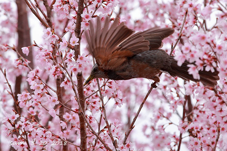 桜、桜_c0295512_21402284.jpg