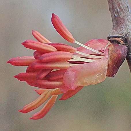 カツラの雄花_c0190915_19341914.jpg