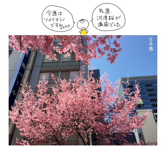 日本橋の桜_e0065818_10380032.png