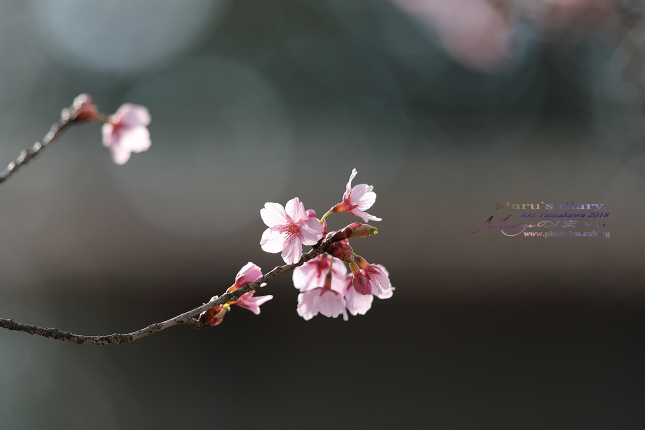 まゝに/3月の散策　モクレン、梅、桜　Magnolia. Plum. Cherry Blossoms_d0342426_00023242.jpg
