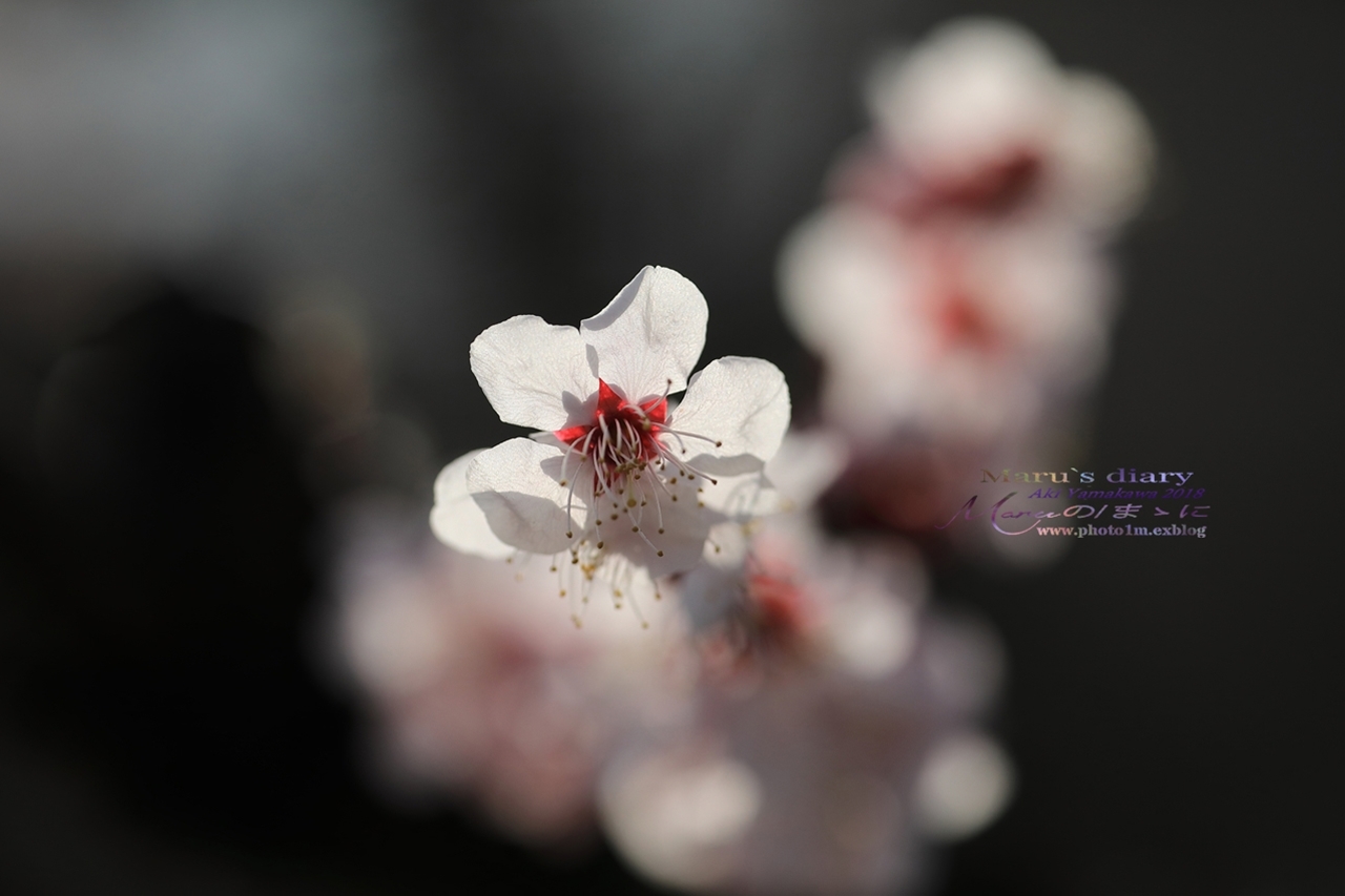 まゝに/3月の散策　モクレン、梅、桜　Magnolia. Plum. Cherry Blossoms_d0342426_00045800.jpg