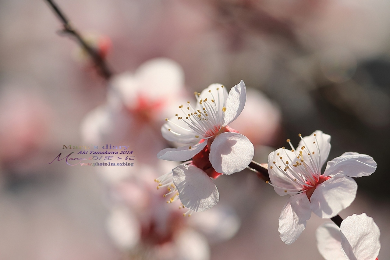 まゝに/3月の散策　モクレン、梅、桜　Magnolia. Plum. Cherry Blossoms_d0342426_00050585.jpg