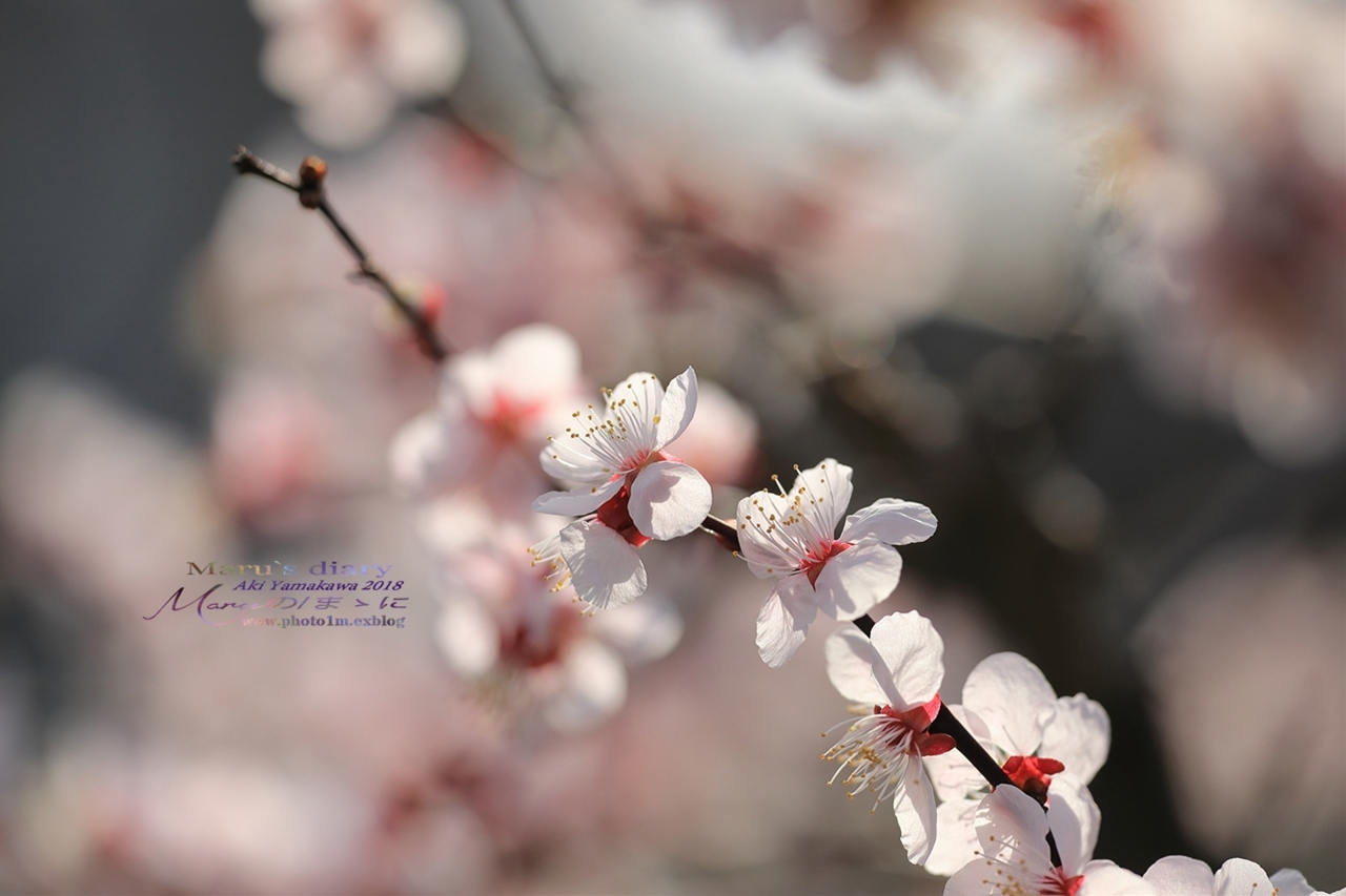 まゝに/3月の散策　モクレン、梅、桜　Magnolia. Plum. Cherry Blossoms_d0342426_00050630.jpg