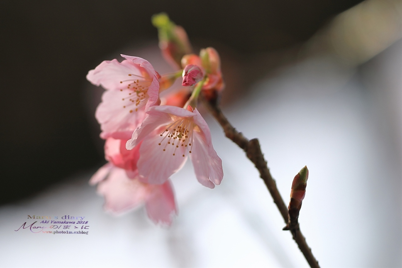 まゝに/3月の散策　モクレン、梅、桜　Magnolia. Plum. Cherry Blossoms_d0342426_00051740.jpg