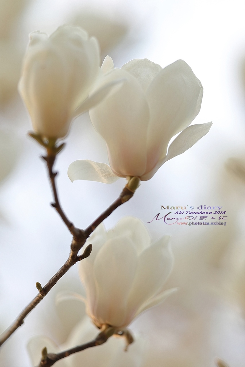 まゝに/3月の散策　モクレン、梅、桜　Magnolia. Plum. Cherry Blossoms_d0342426_00063018.jpg