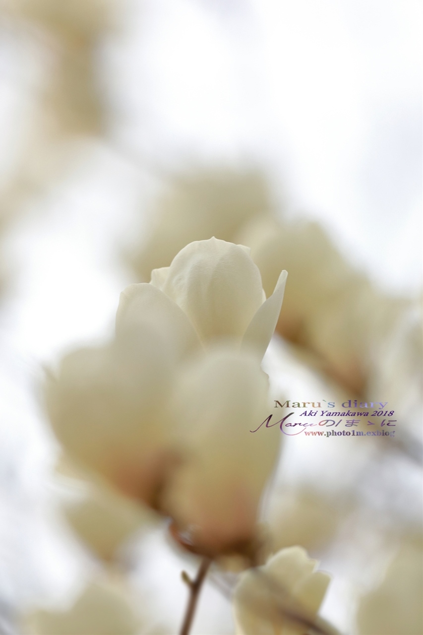 まゝに/3月の散策　モクレン、梅、桜　Magnolia. Plum. Cherry Blossoms_d0342426_00064599.jpg