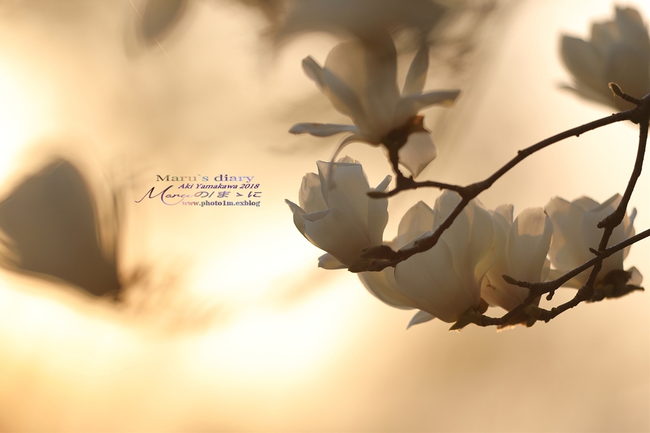 まゝに/3月の散策　モクレン、梅、桜　Magnolia. Plum. Cherry Blossoms_d0342426_00110695.jpg
