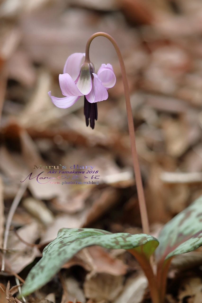 まゝに/3月の散策 カタクリ他 Dogtooth Violet_d0342426_22544115.jpg