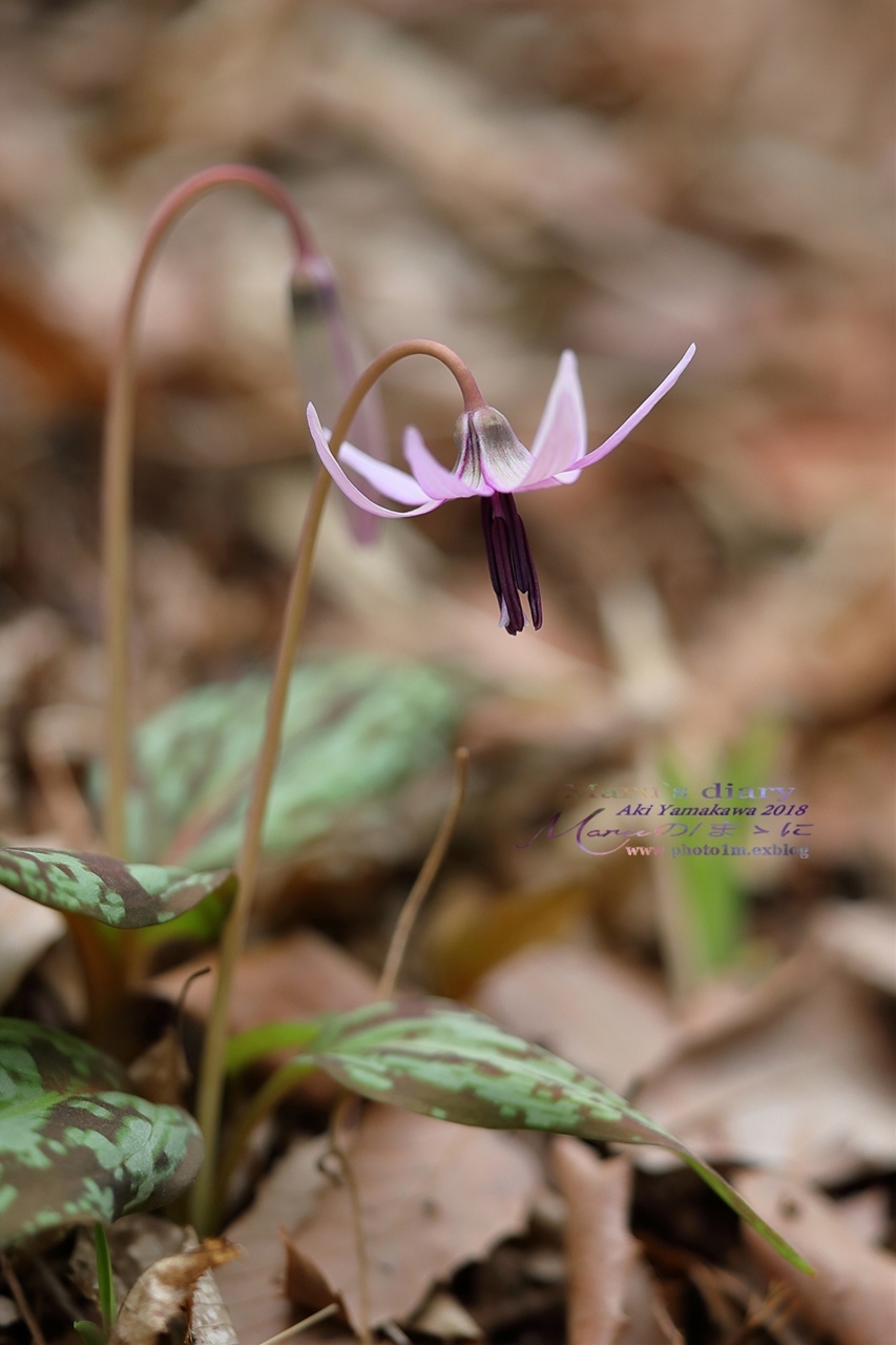 まゝに/3月の散策 カタクリ他 Dogtooth Violet_d0342426_22544173.jpg