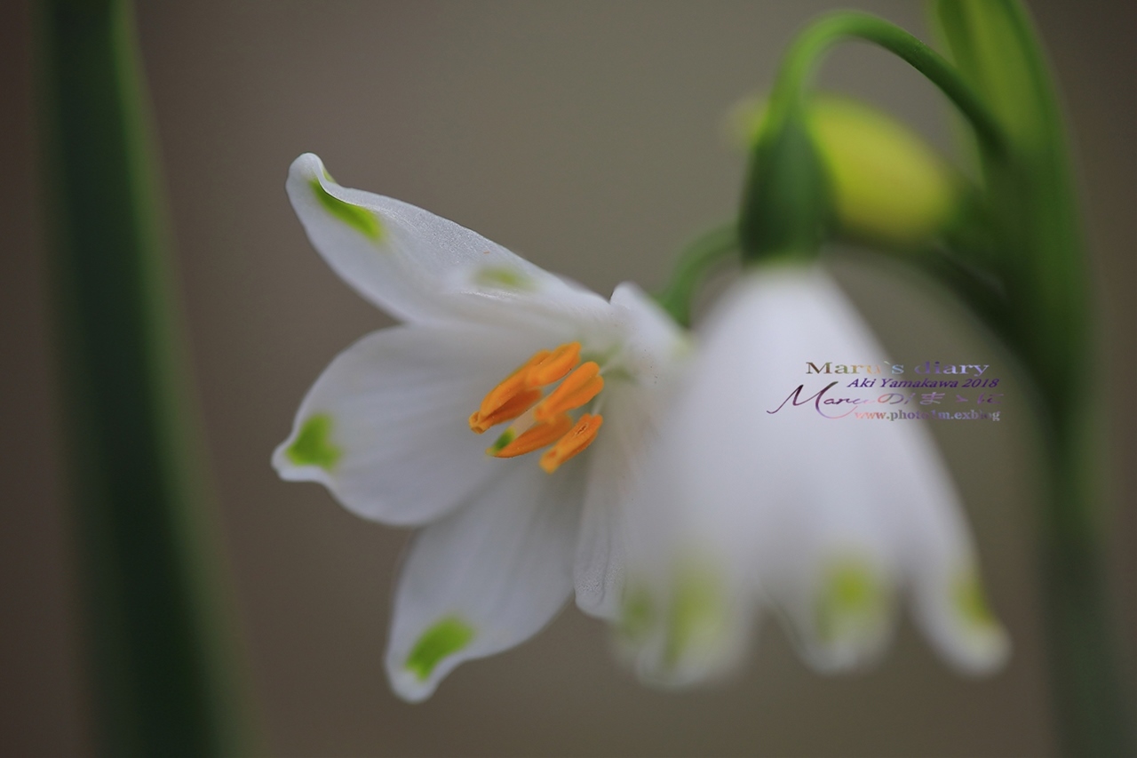 まゝに/3月の散策 カタクリ他 Dogtooth Violet_d0342426_23000225.jpg