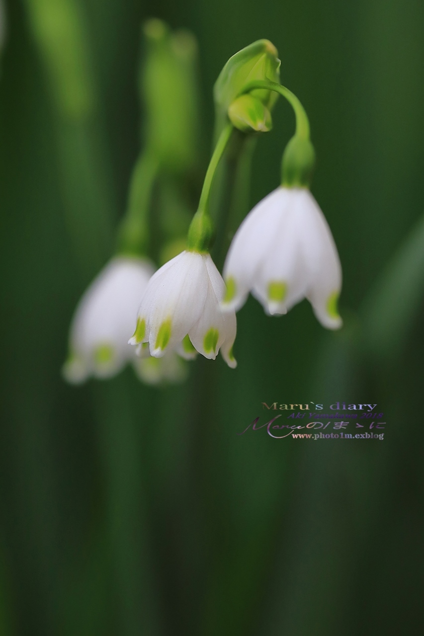 まゝに/3月の散策 カタクリ他 Dogtooth Violet_d0342426_23000432.jpg