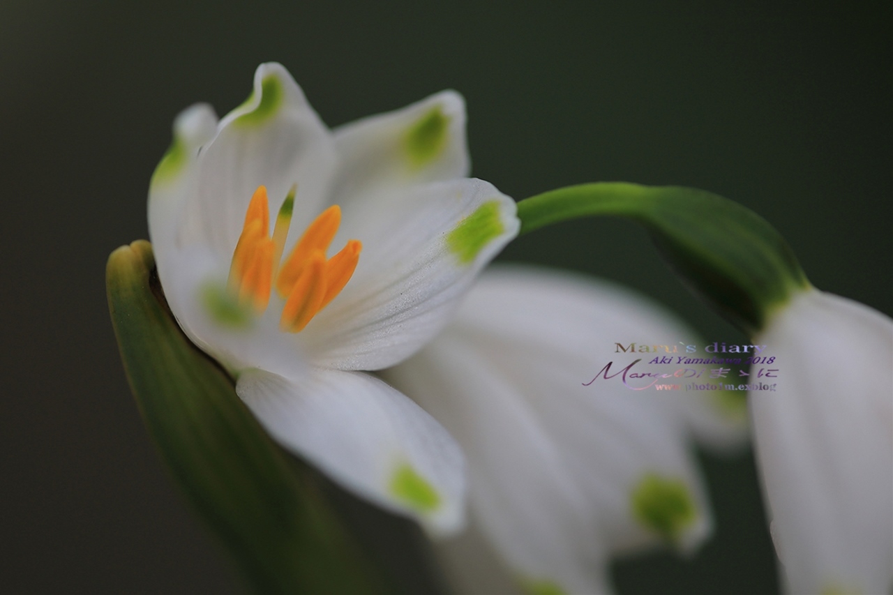 まゝに/3月の散策 カタクリ他 Dogtooth Violet_d0342426_23002856.jpg