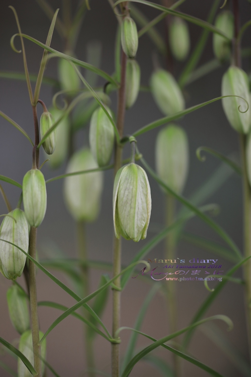 まゝに/3月の散策 カタクリ他 Dogtooth Violet_d0342426_23013078.jpg