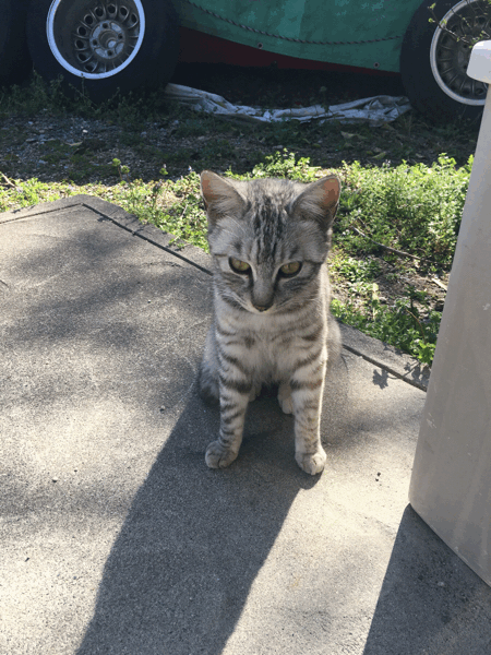 e0172635_21021859.gif