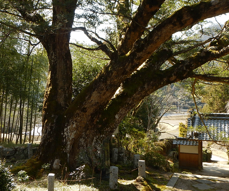 e0371039_19305710.gif