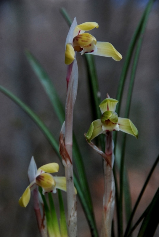 もやし花 中伊豆野音 もやし花 中伊豆野音