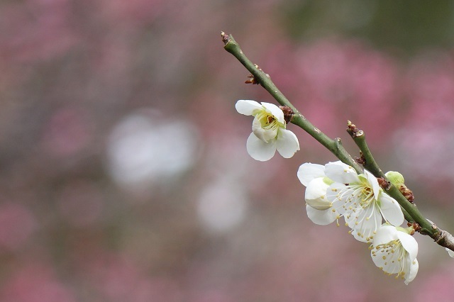 梅は～咲いたよ　桜は～_d0141251_01283775.jpg