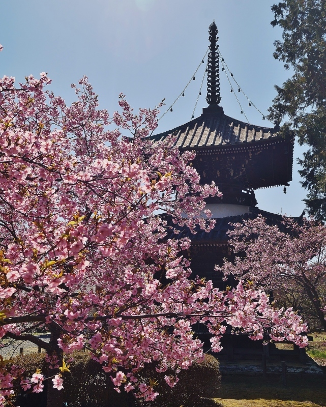 清凉寺（嵯峨釈迦堂）の河津桜_b0063958_00073140.jpg