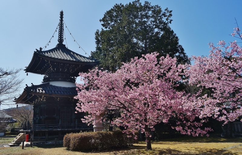 清凉寺（嵯峨釈迦堂）の河津桜_b0063958_00082973.jpg