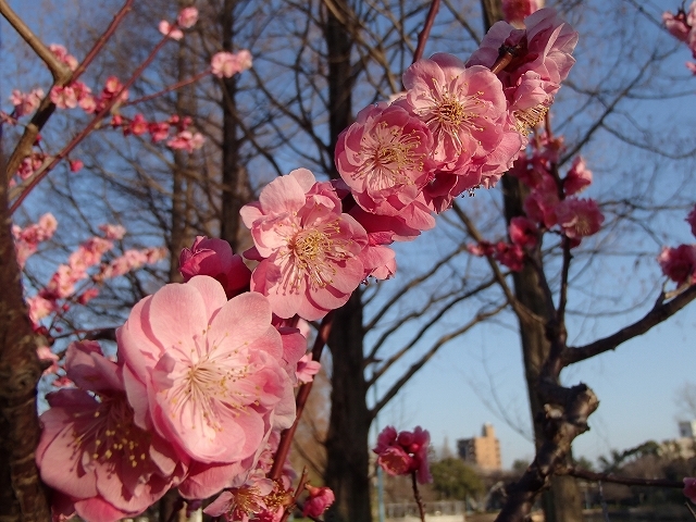 城北公園から囲炉裏村月例会_b0044663_14534250.jpg