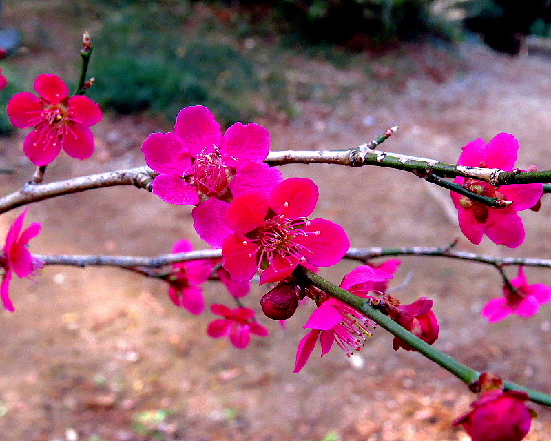 箕輪城跡で梅の花　ほか_c0305565_18004885.jpg