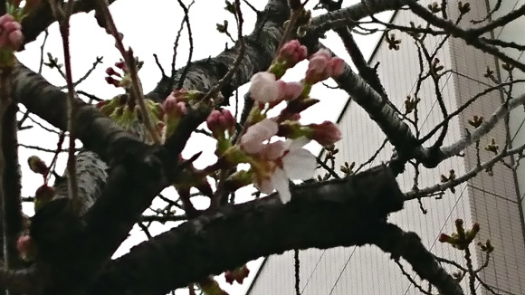 開花宣言出ましたよ~(」゚ロ゚)」 _b0228966_15492021.jpg