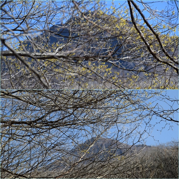 九重の春・・・凍て付くマンサクの風景。_f0016066_3231721.jpg