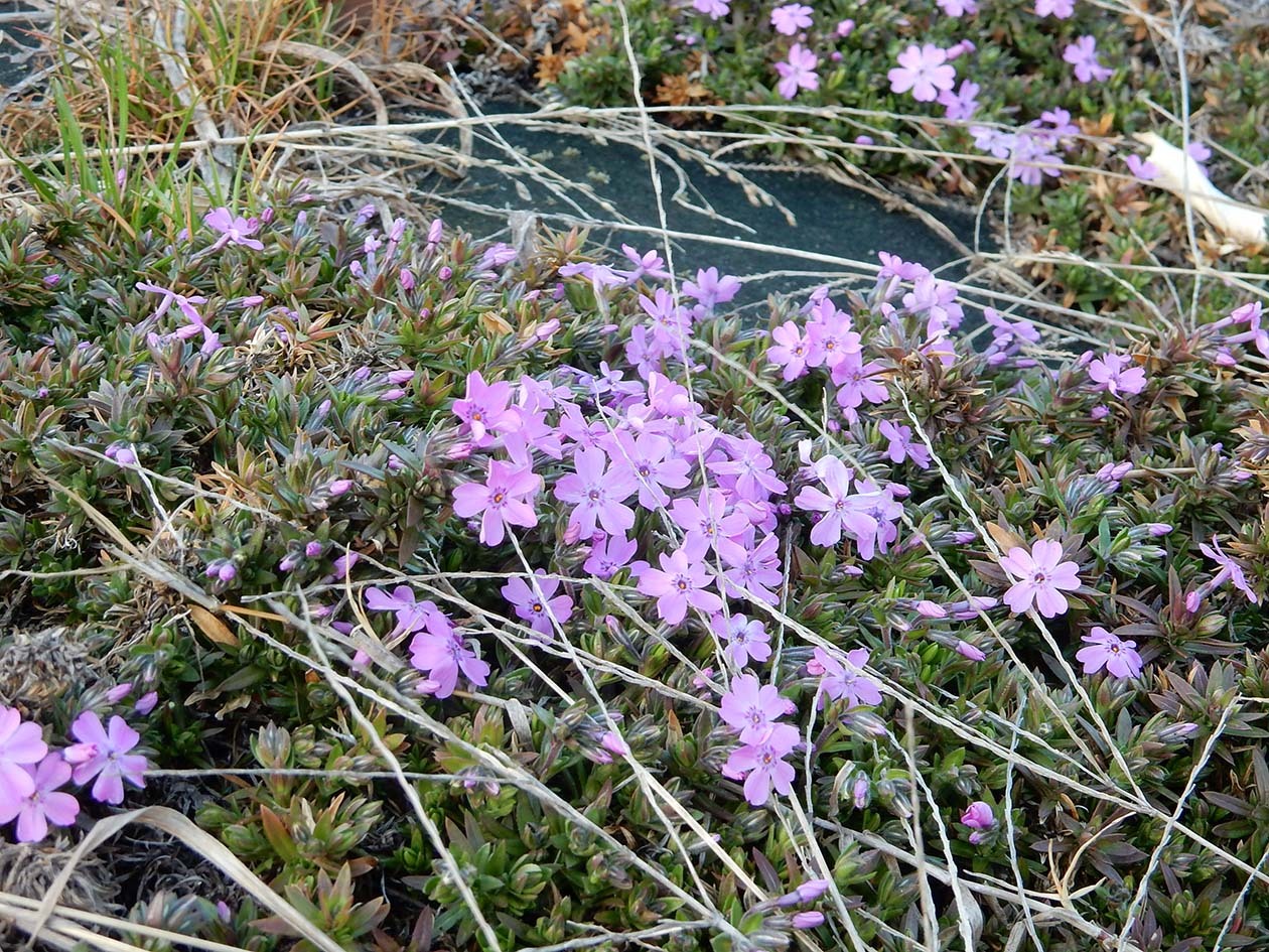 草花で感じる小さな春_e0175370_15474968.jpg