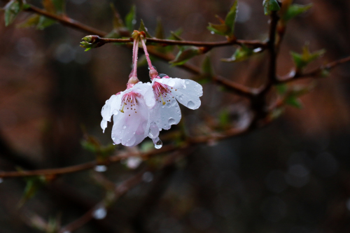 佐野植物公園_b0018976_23343329.jpg