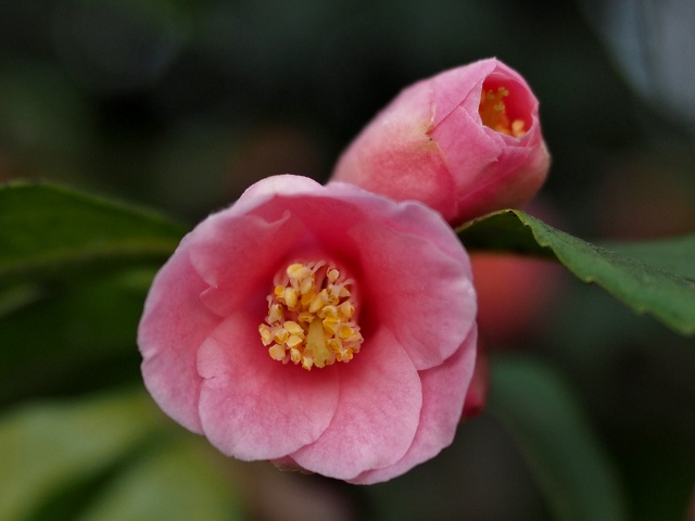 c0183777_10165519.jpg