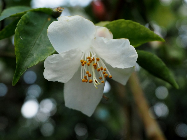 c0183777_10172169.jpg