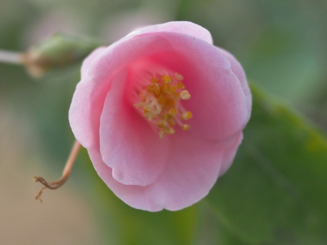 c0183777_10282297.jpg