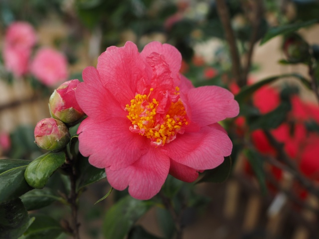 c0183777_6545297.jpg