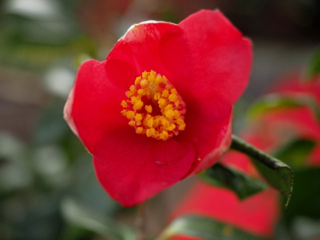 c0183777_6552876.jpg