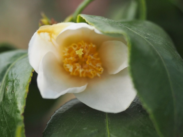 c0183777_8442610.jpg