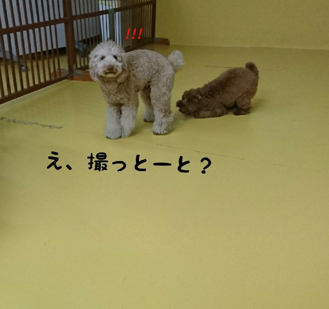 ドッグラン⸜( * ॑꒳ ॑*)⸝⋆⸜(* ॑꒳ ॑* )⸝_f0357682_23440725.jpg