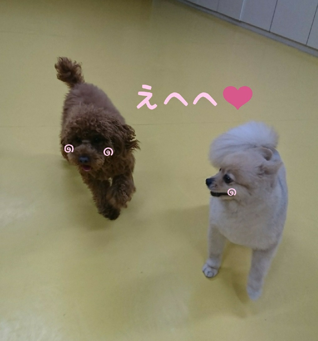 ドッグラン⸜( * ॑꒳ ॑*)⸝⋆⸜(* ॑꒳ ॑* )⸝_f0357682_23440738.jpg