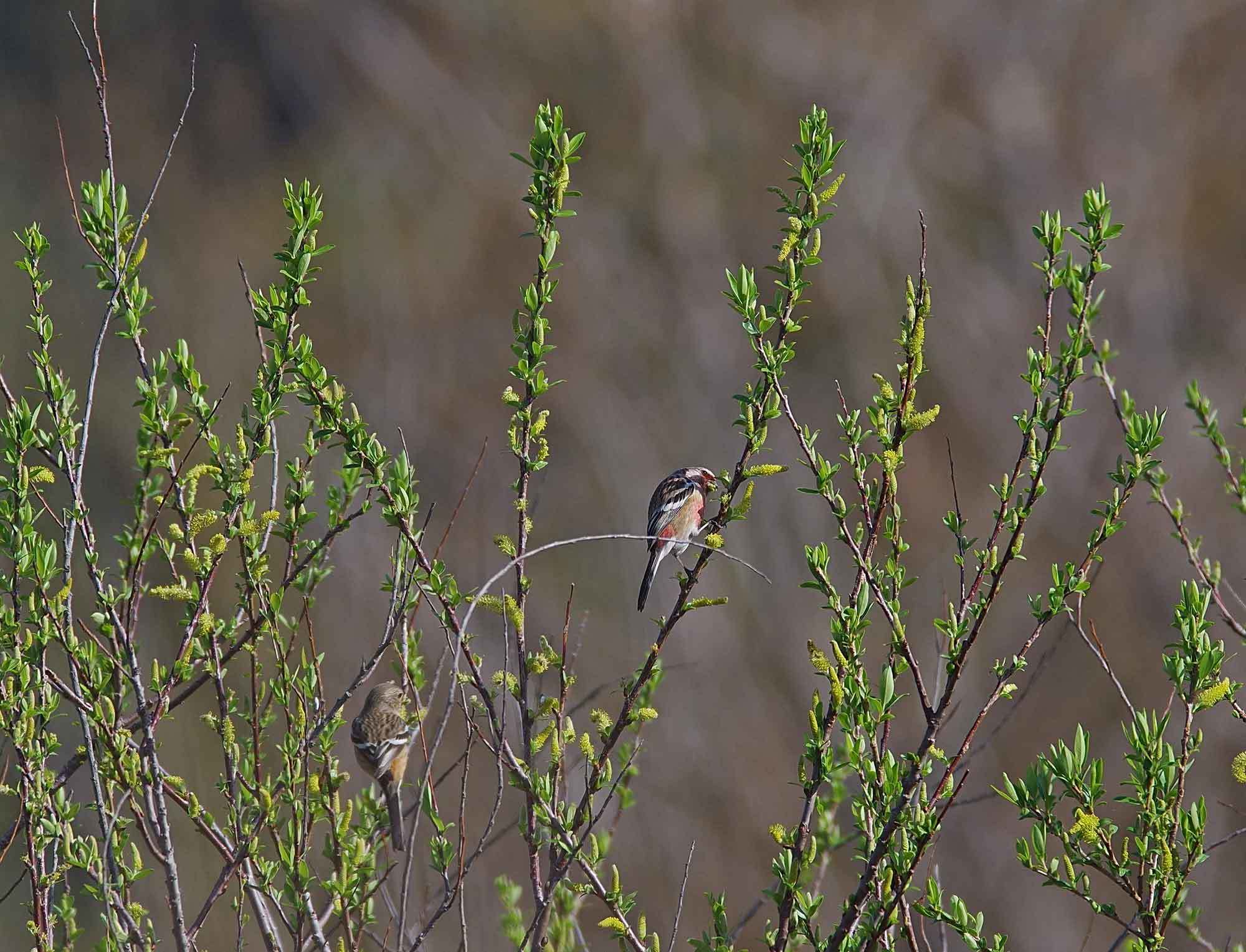 2018年　３月　野鳥_c0176183_17144027.jpg