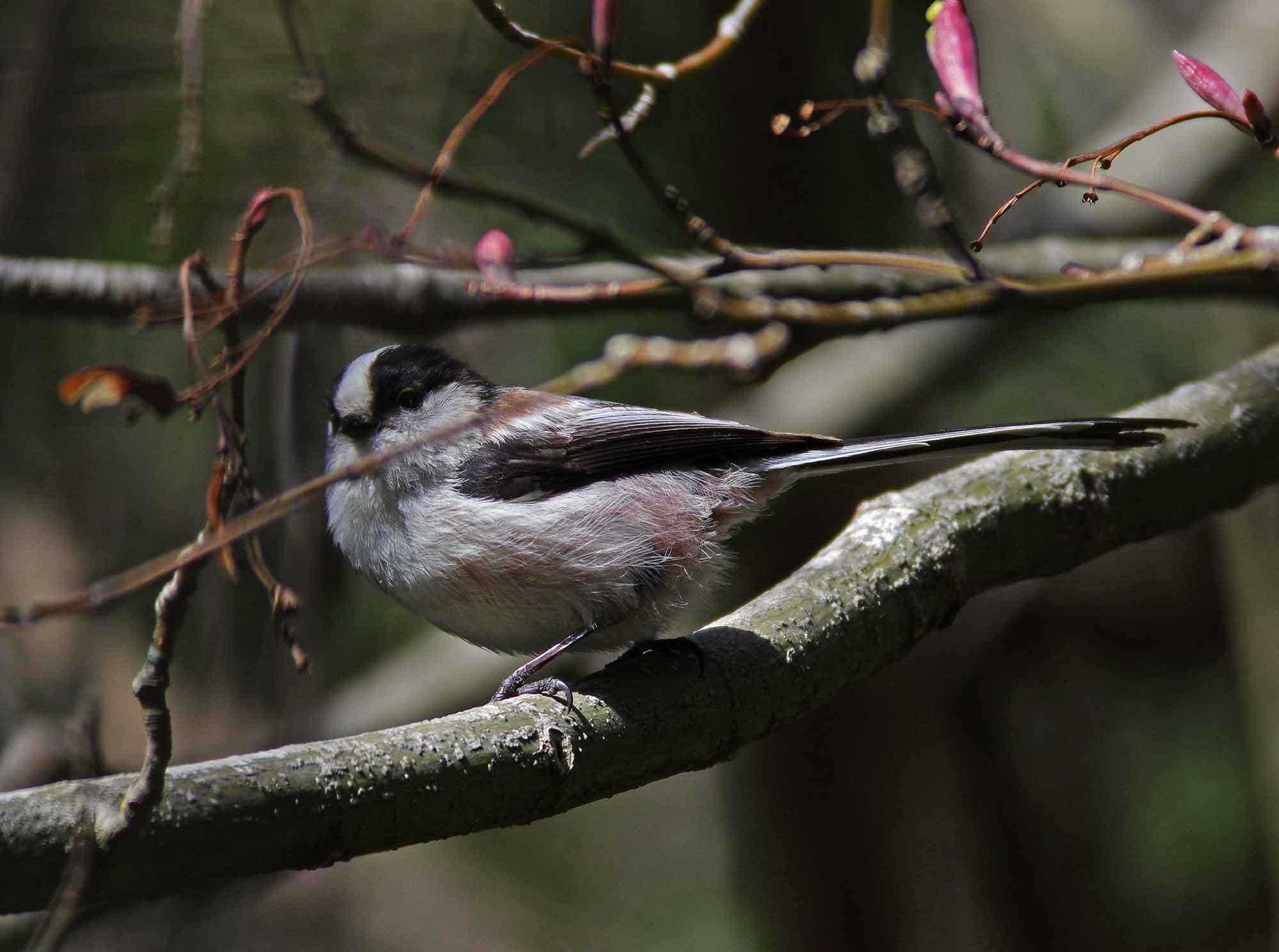 2018年　３月　野鳥_c0176183_17211547.jpg