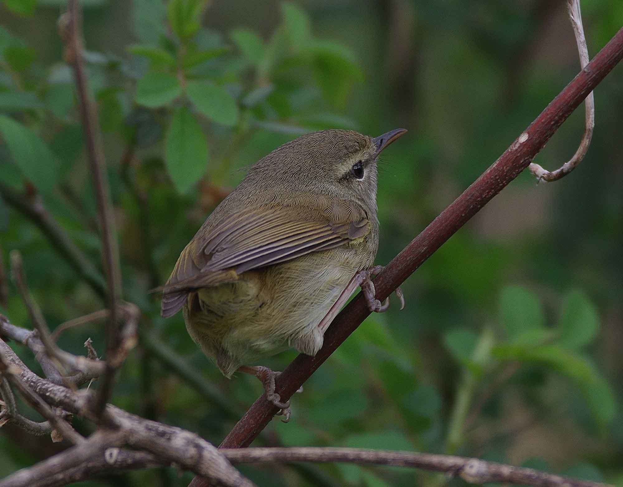 2018年　３月　野鳥_c0176183_17364561.jpg