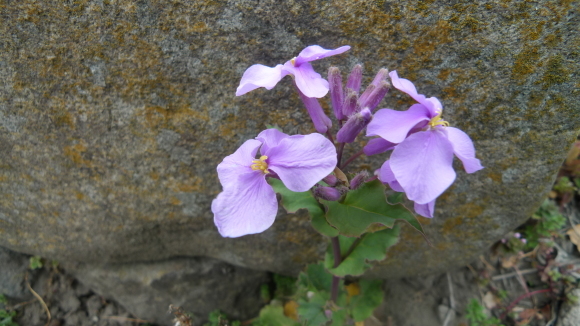 c0212083_17260438.jpg
