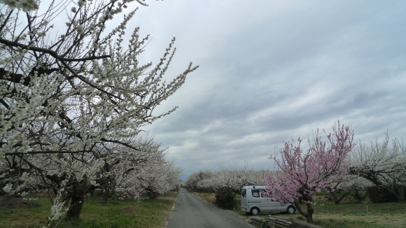 梅　桜　墓参り_c0212083_17300043.jpg