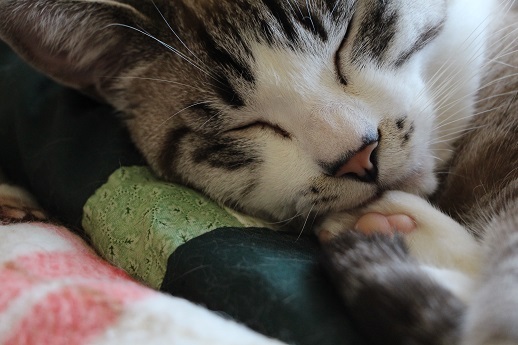 うちの猫_a0333195_22552915.jpg
