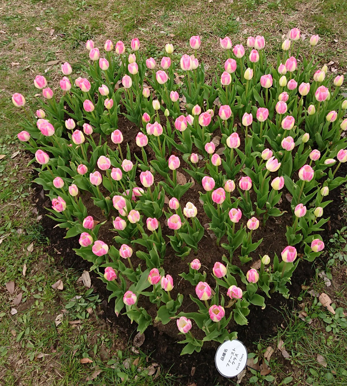 アイスチューリップ Sereno Blog