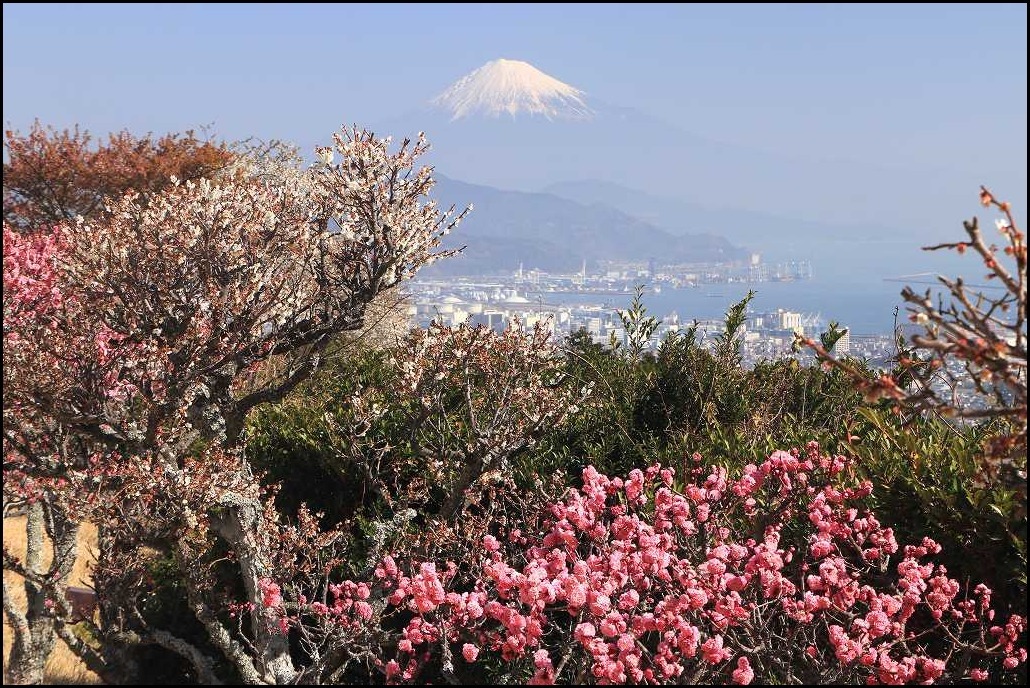 日本平の梅が満開～_a0188405_15555935.jpg